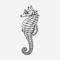 Seahorse clipart, sea animal vintage illustration vector. Free public domain CC0 image.