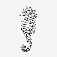 Seahorse drawing, sea animal vintage illustration. Free public domain CC0 image.