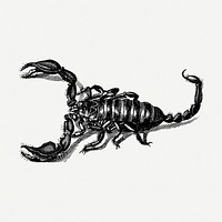 Scorpion drawing, animal vintage illustration psd. Free public domain CC0 image.