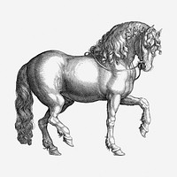 Horse drawing, animal vintage illustration. Free public domain CC0 image.