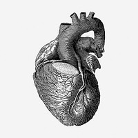 Realistic heart drawing, medical vintage illustration. Free public domain CC0 image.