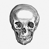 Human skull clipart, medical vintage illustration vector. Free public domain CC0 image.