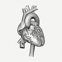 Realistic heart drawing, medical vintage illustration psd. Free public domain CC0 image.