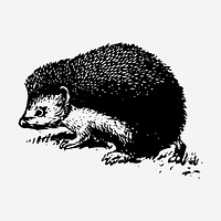 Hedgehog clipart, animal vintage illustration vector. Free public domain CC0 image.
