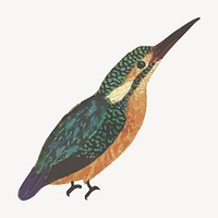 Kingfisher bird clipart, animal illustration psd. Free public domain CC0 image.
