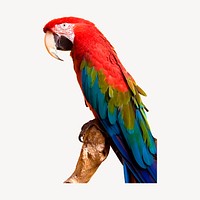 Macaw bird clipart, animal illustration. Free public domain CC0 image.