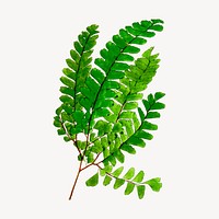 Fern leaf branch clipart, botanical illustration vector. 