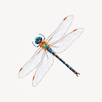 Dragonfly sticker, insect illustration vector. Free public domain CC0 image.