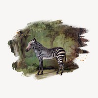Zebra in forest, brush stroke transition sticker, animal collage element psd