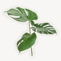 Monstera leaf on a rough cut paper effect design