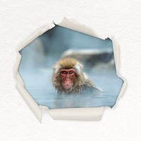 Hot spring monkey center ripped paper shape sticker, animal image psd