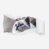 Ragdoll cat ripped paper reveal, pet photo