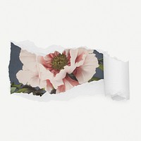 Pink flower torn paper reveal sticker, botanical illustration psd
