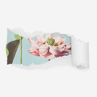 Aesthetic lotus flower ripped paper reveal, Spring illustration