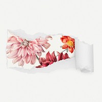 Pink dahlia flowers torn paper reveal sticker, botanical illustration psd