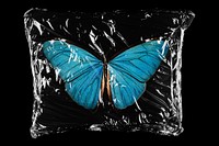 Blue butterfly in plastic, black background