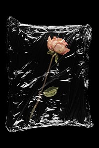 Flower in plastic, black background