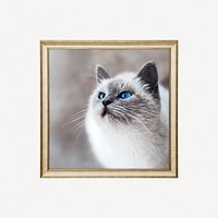 Ragdoll cat framed photo