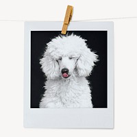 Poodle dog, pet portrait, instant photo image 