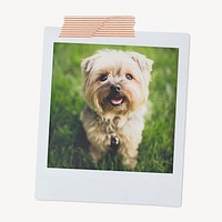 Yorkshire Terrier puppy, pet portrait, instant photo image 