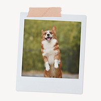 Cheerful Corgi dog, pet portrait, instant photo image 