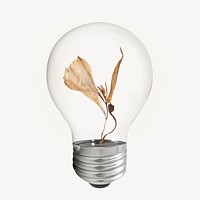 Dry leaf bulb, Autumn aesthetic collage