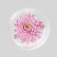 Pink chrysanthemum flower in bubble, Spring concept art