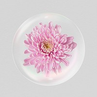 Pink chrysanthemum flower sticker, Spring bubble concept art psd