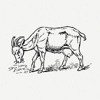 Goat feeding grass drawing, vintage animal illustration psd. Free public domain CC0 image.