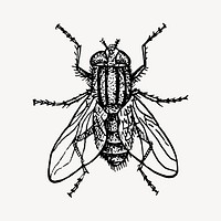 House fly clipart, vintage insect illustration vector. Free public domain CC0 image.