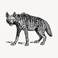 Hyena clipart, vintage animal illustration vector. Free public domain CC0 image.