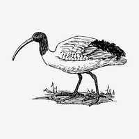 Ibis bird clipart, vintage animal illustration vector. Free public domain CC0 image.
