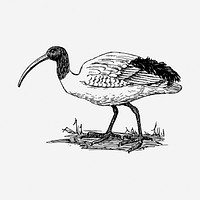 Ibis bird drawing, vintage animal illustration. Free public domain CC0 image.