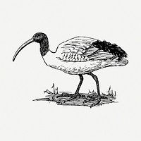 Ibis bird drawing, vintage animal illustration psd. Free public domain CC0 image.