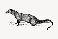 Mongoose clipart, vintage animal illustration vector. Free public domain CC0 image.