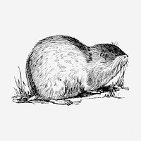 Lemming drawing, vintage animal illustration. Free public domain CC0 image.