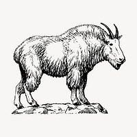 Mountain goat clipart, vintage animal illustration vector. Free public domain CC0 image.