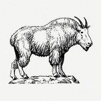 Mountain goat drawing, vintage animal illustration psd. Free public domain CC0 image.
