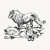 Lions clipart, vintage animal illustration vector. Free public domain CC0 image.