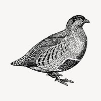 Partridge bird clipart, vintage animal illustration vector. Free public domain CC0 image.