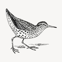 Sandpiper bird clipart, vintage animal illustration vector. Free public domain CC0 image.