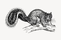 Squirrel clipart, vintage animal illustration vector. Free public domain CC0 image.