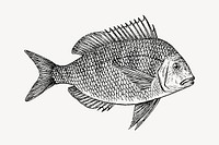 Scup fish clipart, vintage animal illustration vector. Free public domain CC0 image.