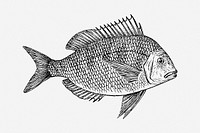 Scup fish drawing, vintage animal illustration. Free public domain CC0 image.