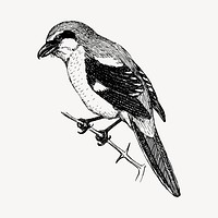 Shrike bird clipart, vintage animal illustration vector. Free public domain CC0 image.