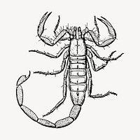 Scorpion clipart, vintage insect illustration vector. Free public domain CC0 image.