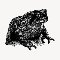 Toad clipart, vintage animal illustration vector. Free public domain CC0 image.