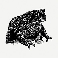 Toad drawing, vintage animal illustration psd. Free public domain CC0 image.