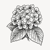 Hydrangea flower clipart, vintage botanical illustration vector. Free public domain CC0 image.