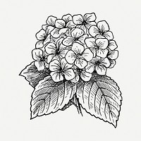 Hydrangea flower drawing, vintage botanical illustration psd. Free public domain CC0 image.